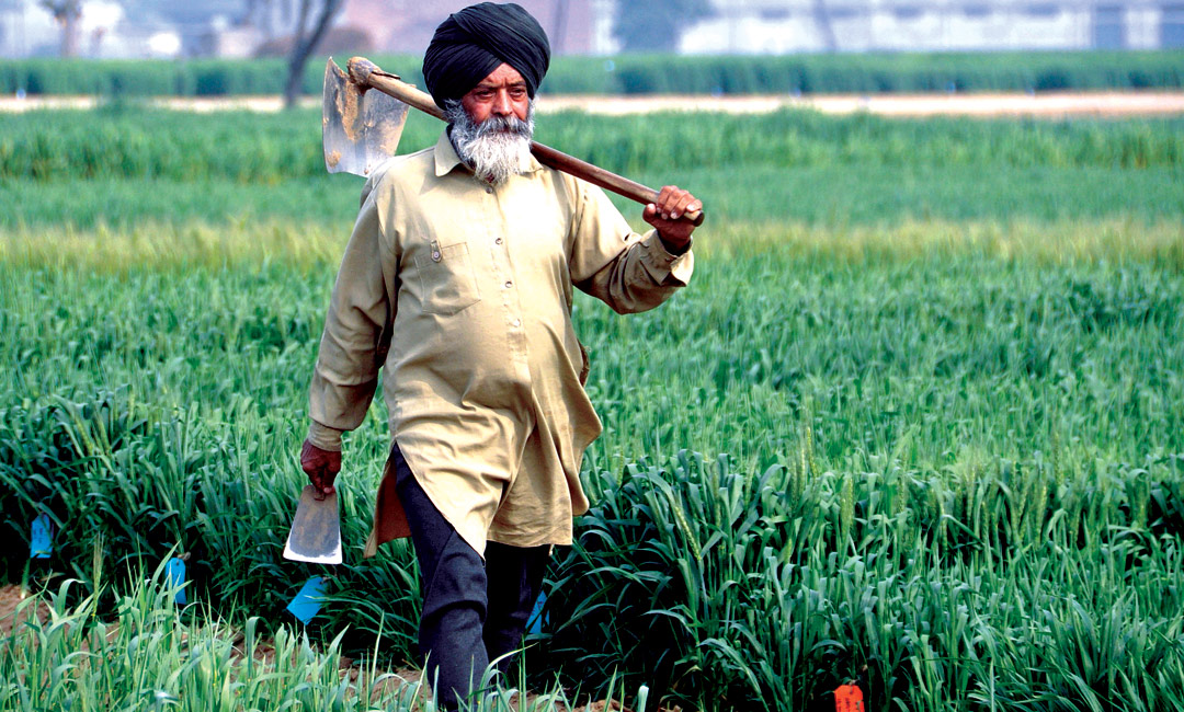 CIMMYT Photo