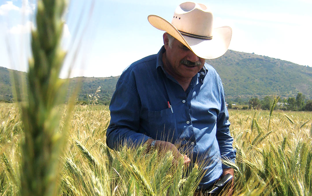 CIMMYT Photo