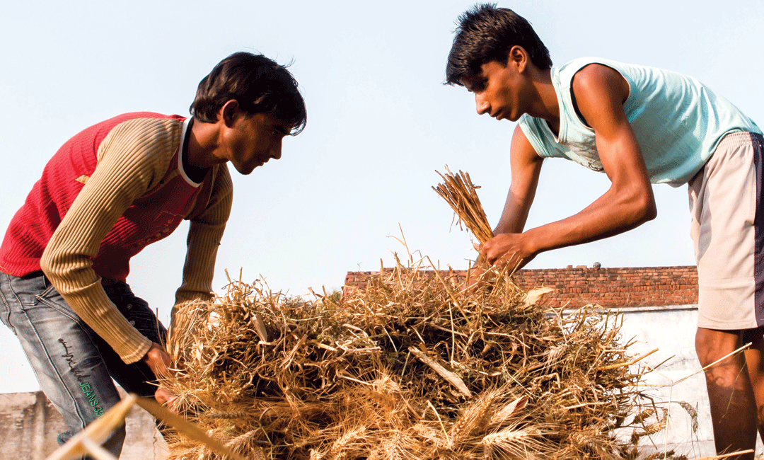 CIMMYT Photo